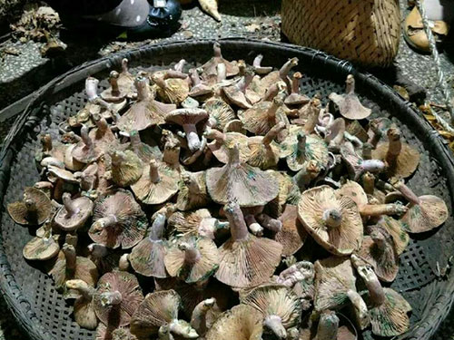 松乳菇種植前苗木購買事宜